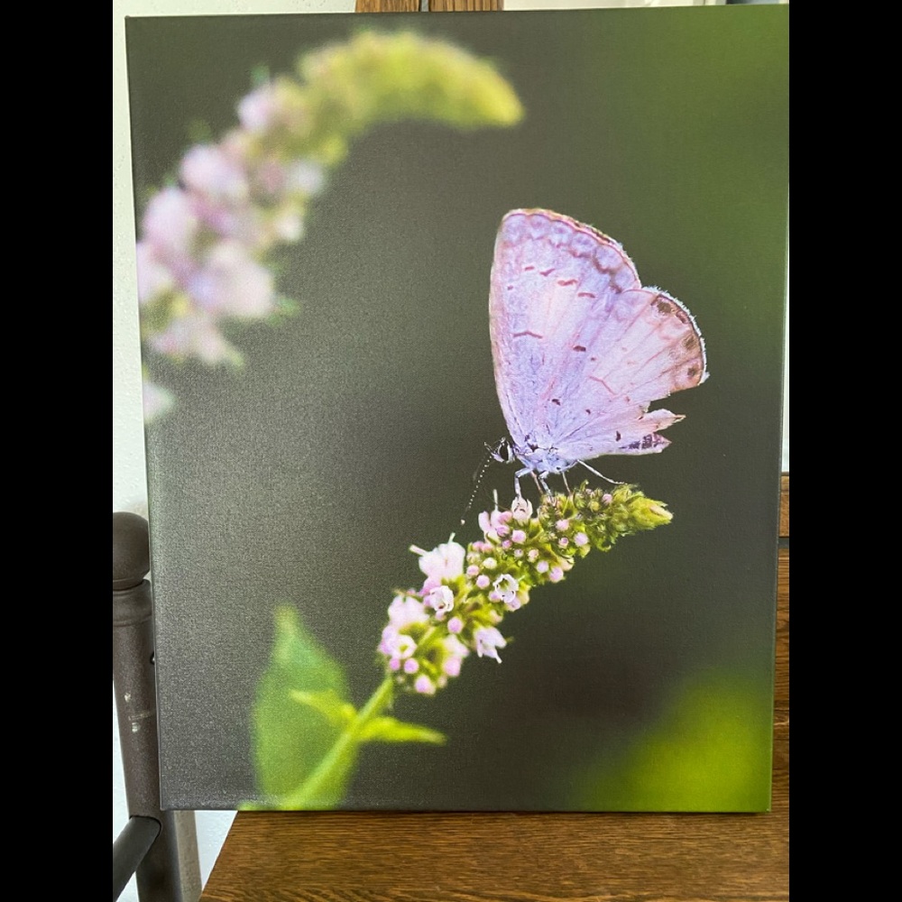 Canvas Photo Print
